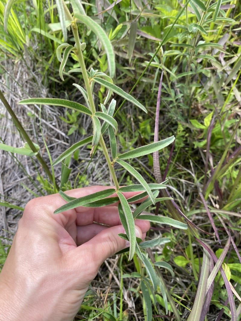 Narrowleaf Lespedeza photo 7