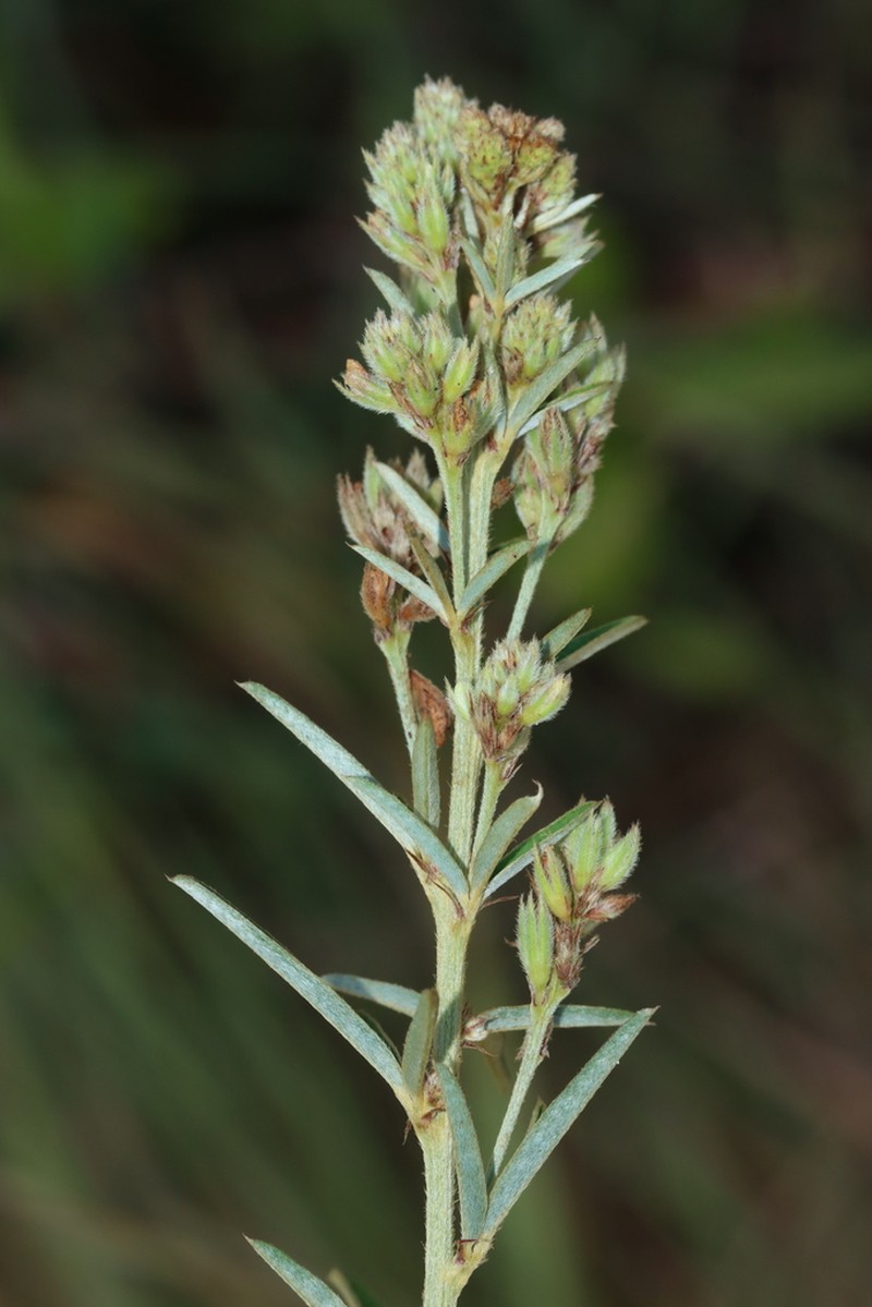 Narrowleaf Lespedeza photo 8