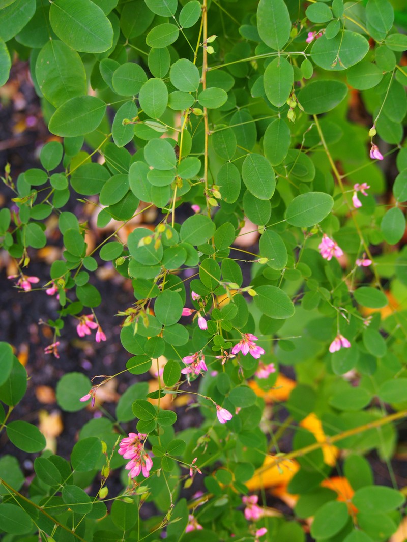 Shrub Lespedeza photo 6
