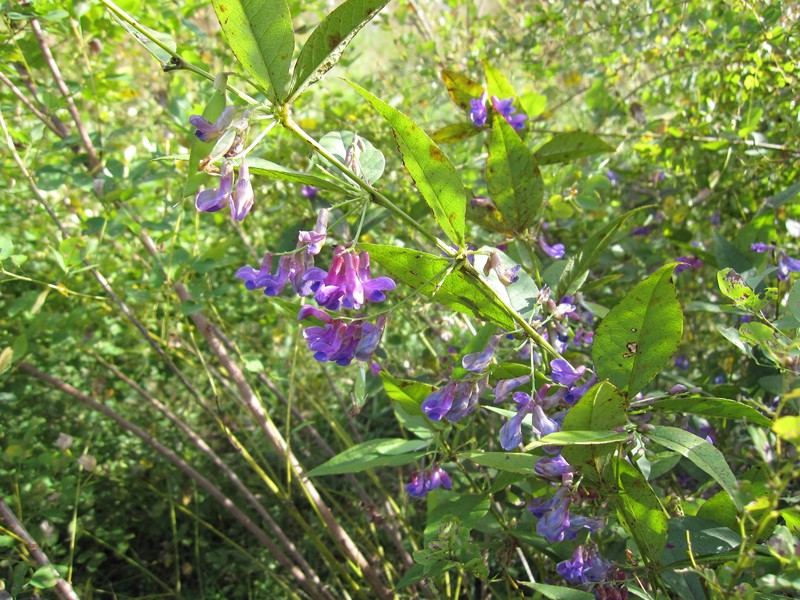 Shrub Lespedeza photo 2