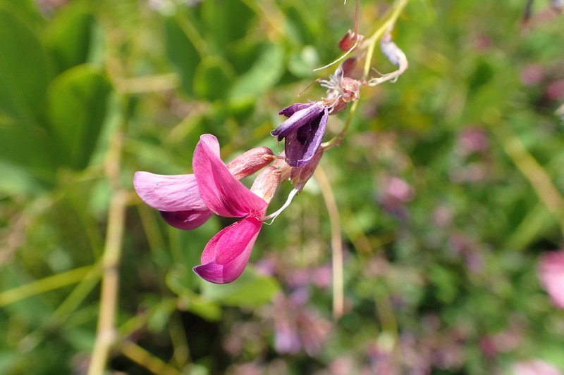 Shrub Lespedeza photo 3