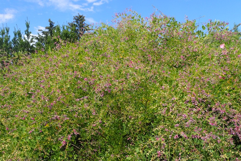 Shrub Lespedeza photo 4