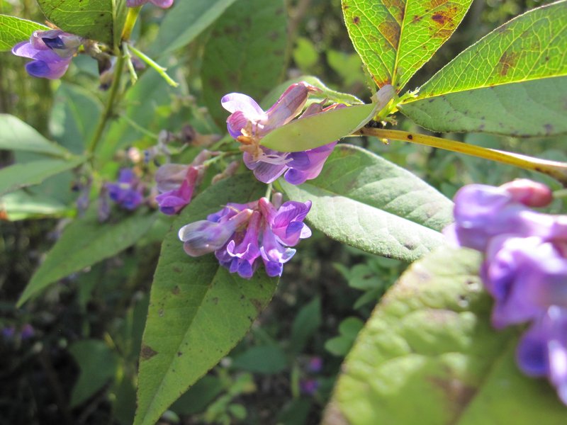 Shrub Lespedeza photo 7