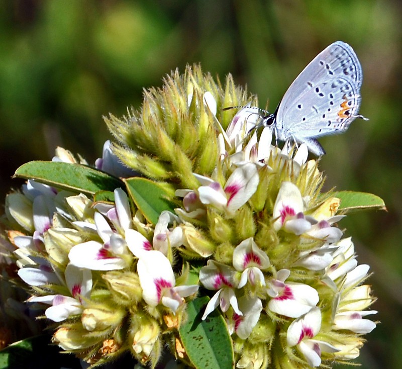 Roundhead Lespedeza photo 4