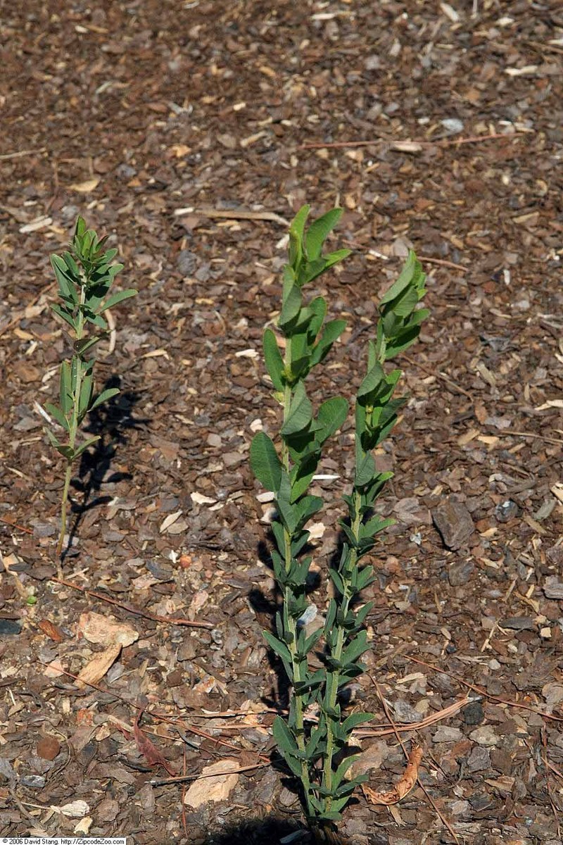 Roundhead Lespedeza photo 2