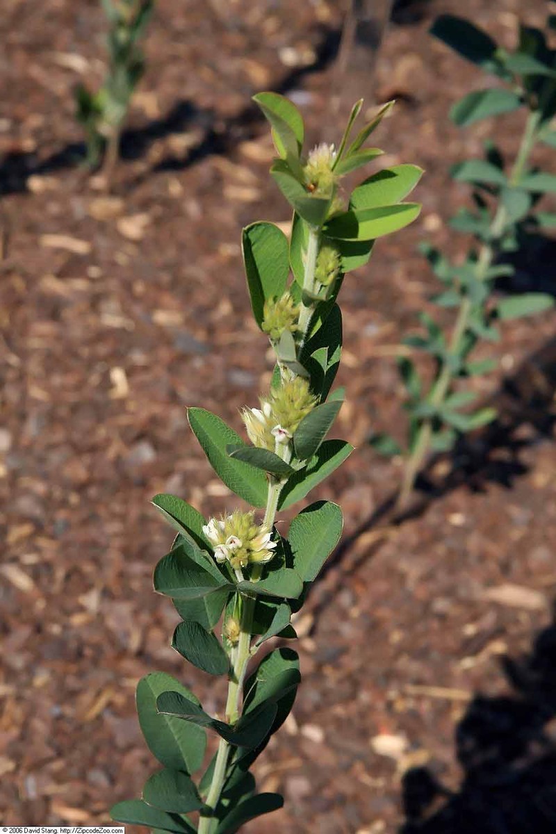 Roundhead Lespedeza photo 3