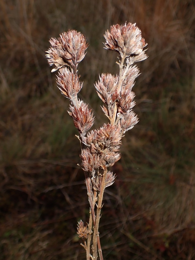 Roundhead Lespedeza