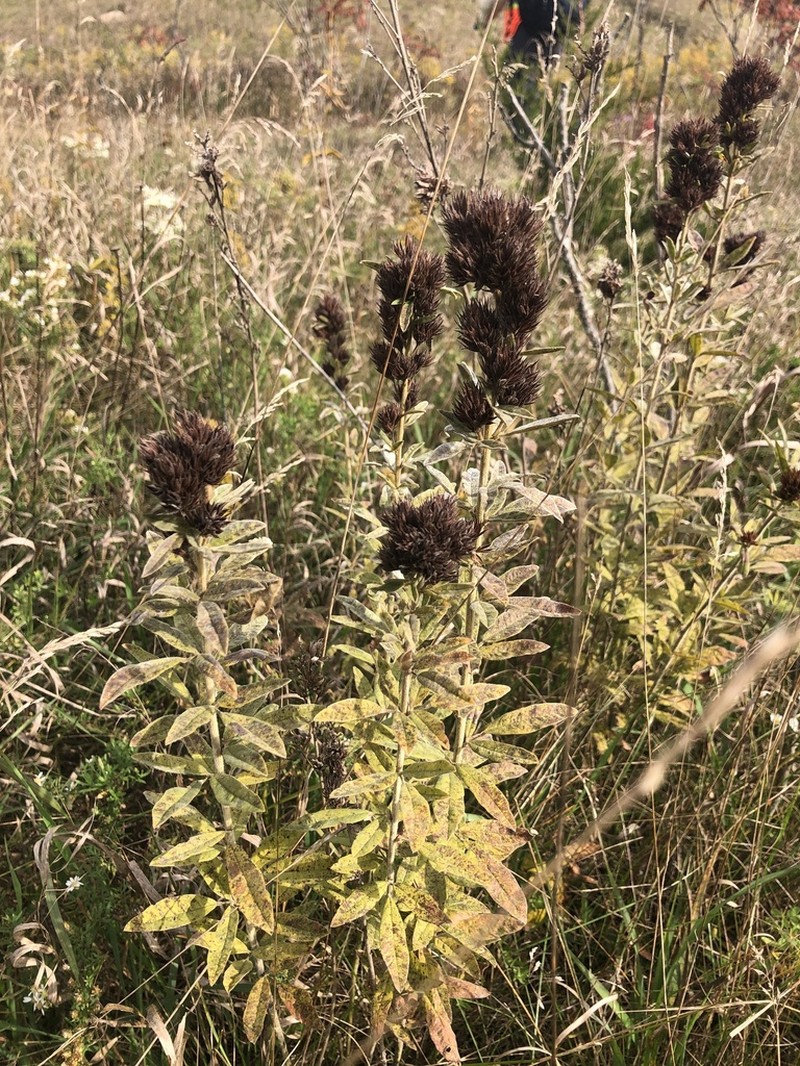 Roundhead Lespedeza photo 2