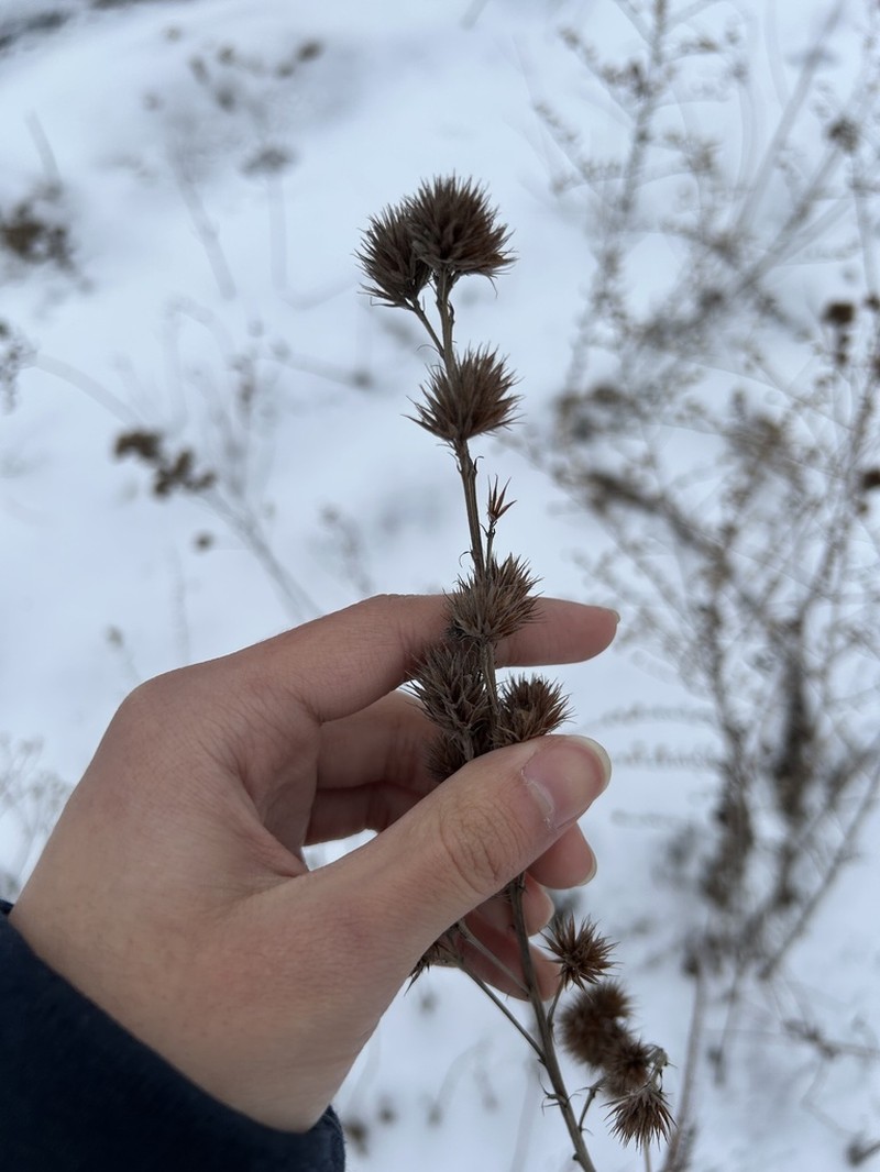 Roundhead Lespedeza photo 3