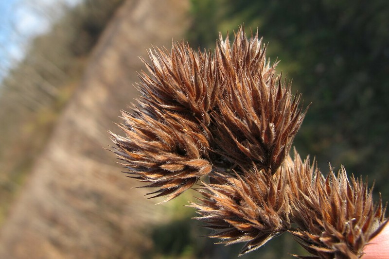 Roundhead Lespedeza photo 4
