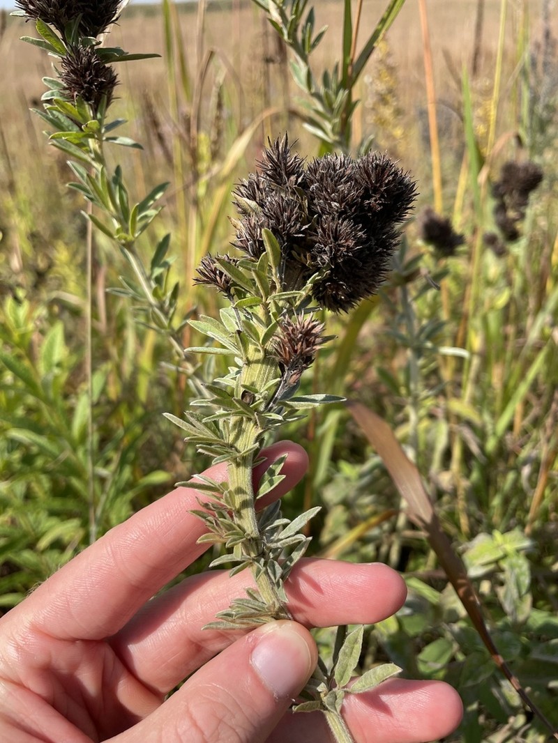 Roundhead Lespedeza photo 5