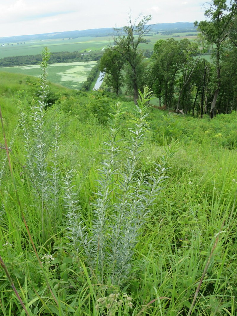 Roundhead Lespedeza photo 6