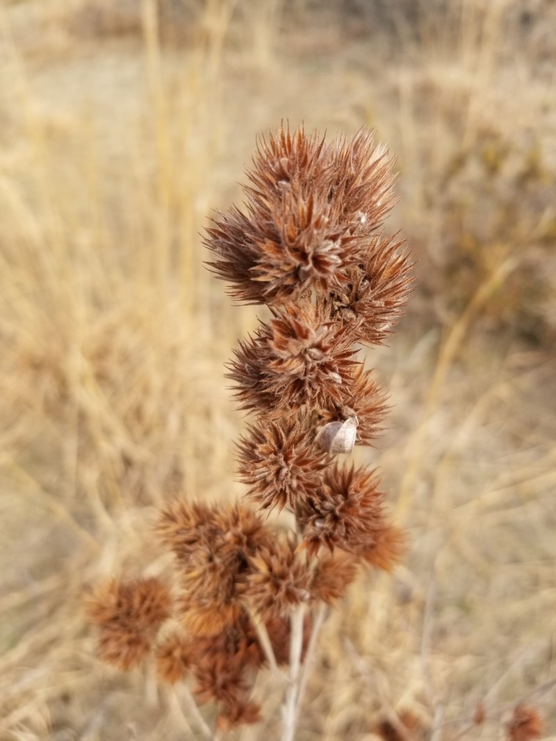 Roundhead Lespedeza photo 7