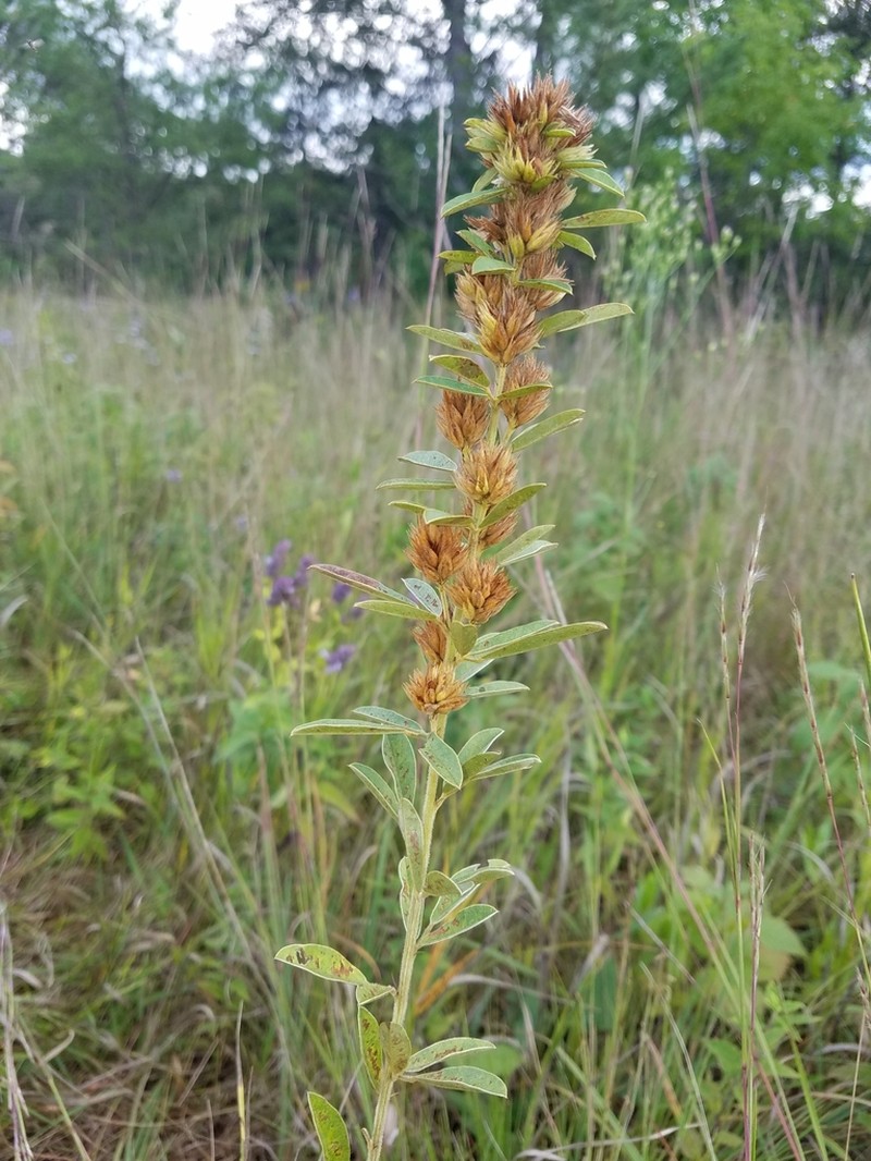 Roundhead Lespedeza photo 8