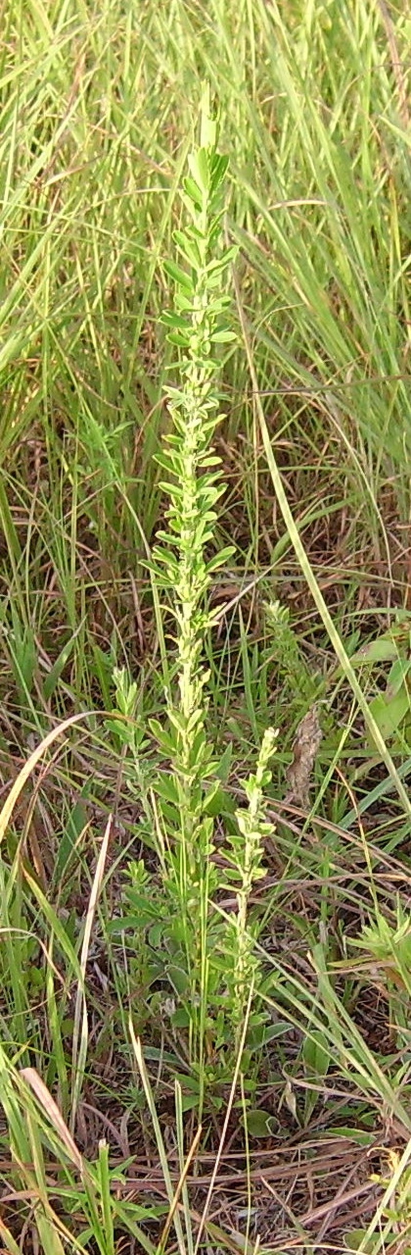 Sericea Lespedeza photo 2