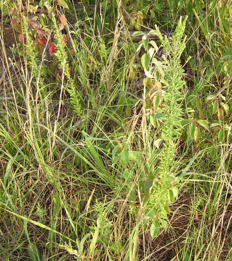 Sericea Lespedeza photo 3