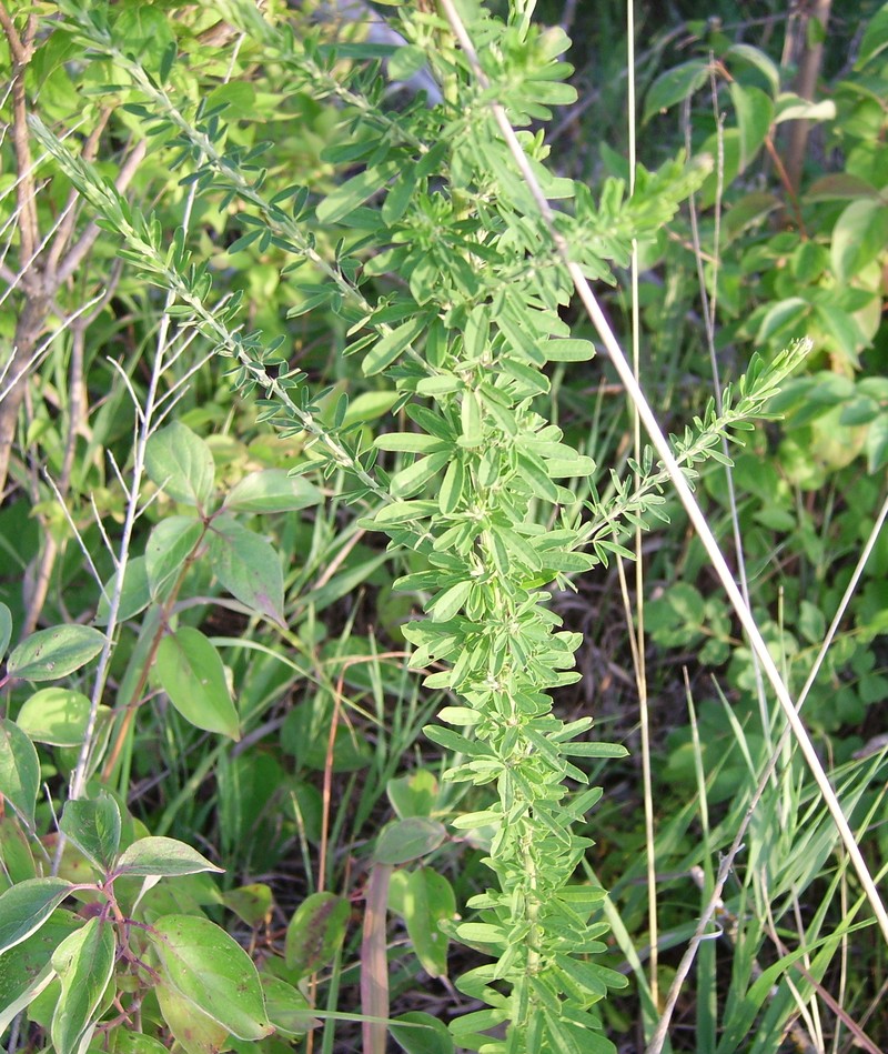 Sericea Lespedeza photo 6