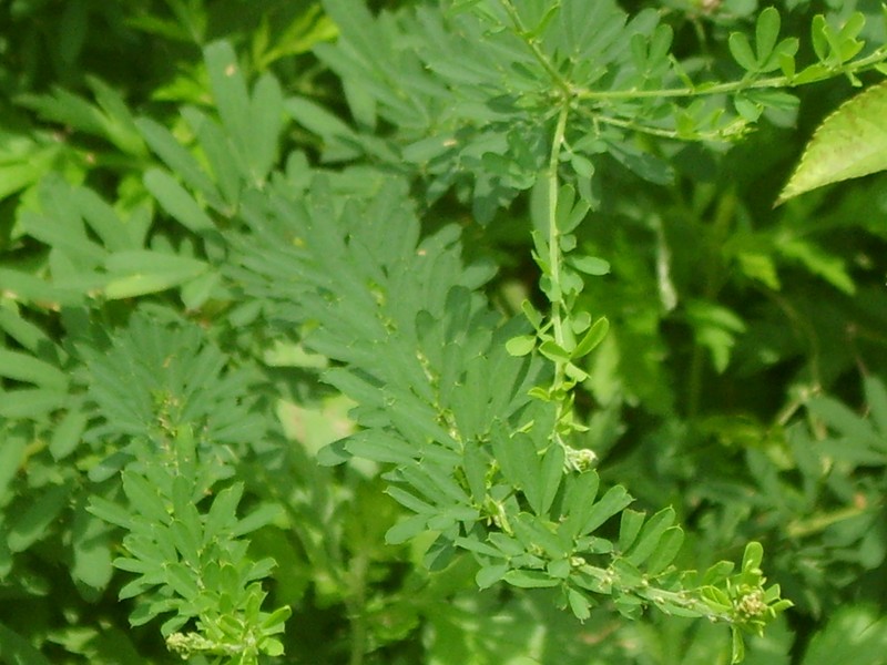 Sericea Lespedeza photo 4