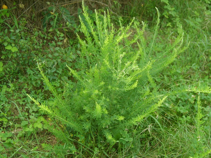 Sericea Lespedeza photo 5