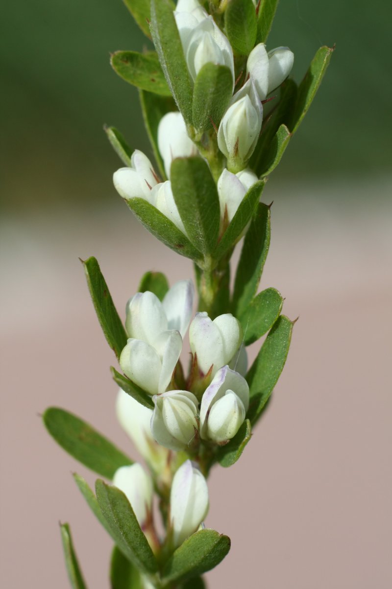 Sericea Lespedeza