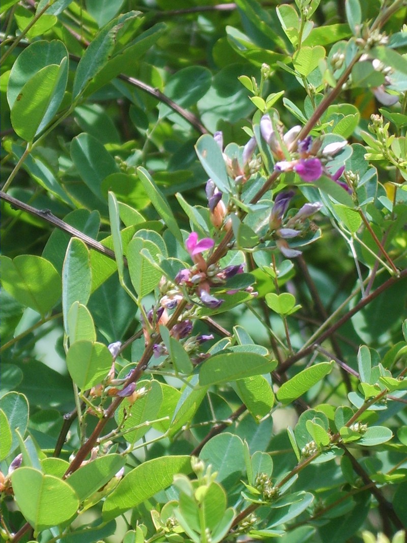 Leafy Lespedeza photo 4