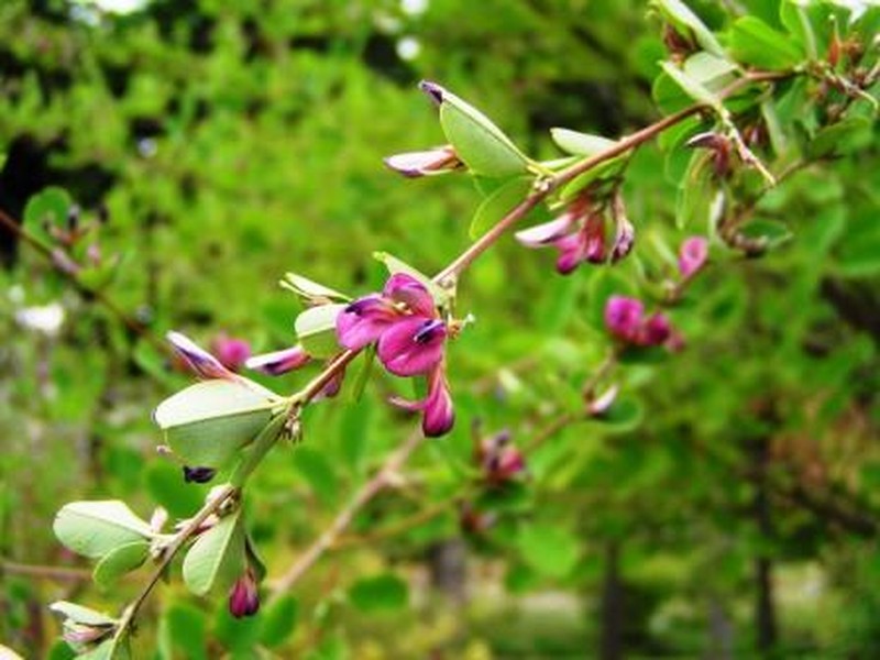 Leafy Lespedeza photo 5