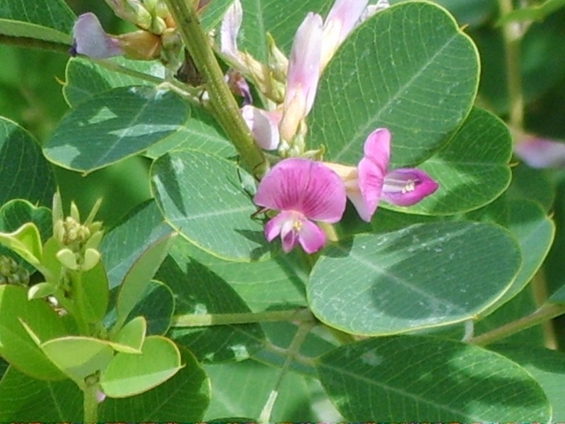 Leafy Lespedeza photo 6