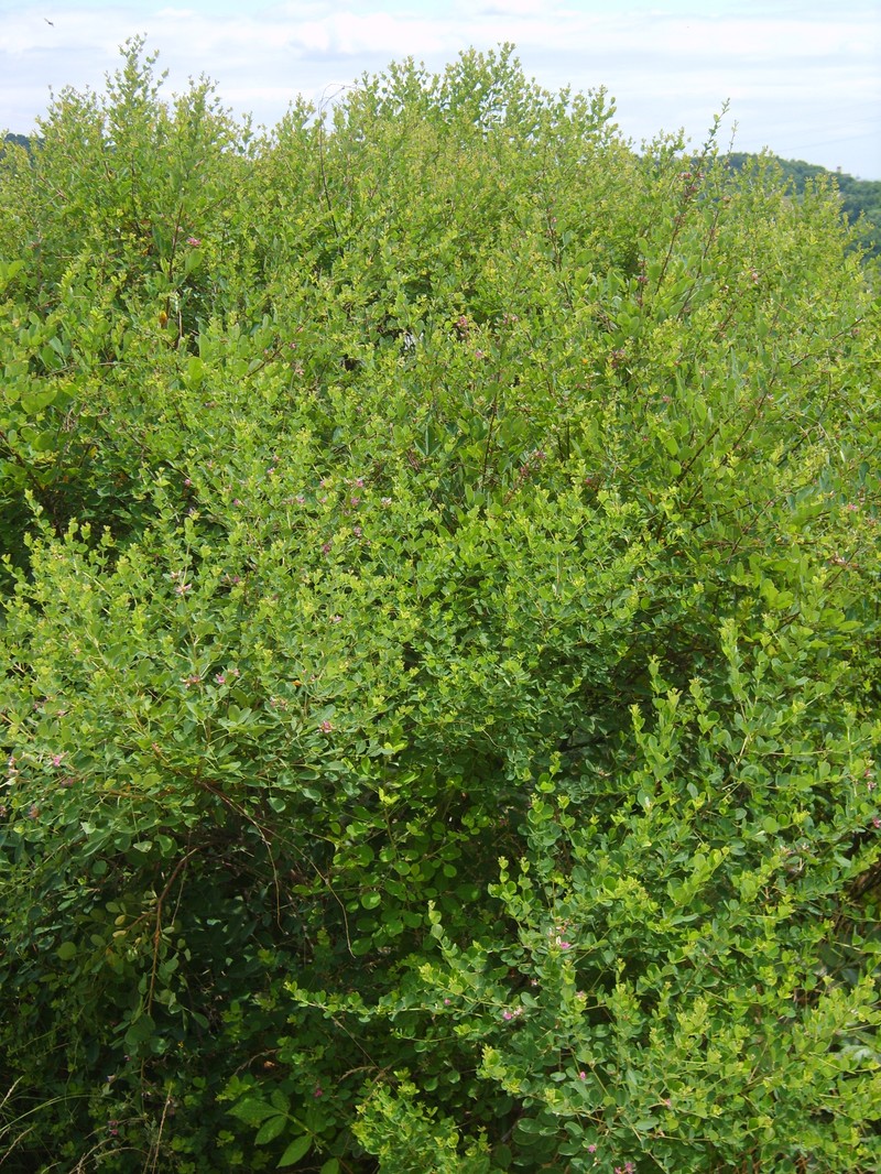 Leafy Lespedeza