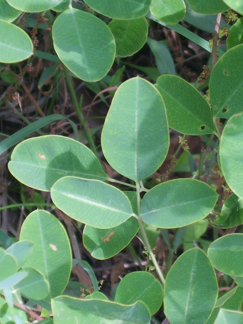 Leafy Lespedeza photo 2