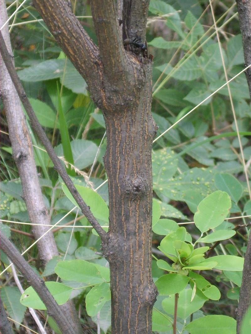 Leafy Lespedeza photo 3
