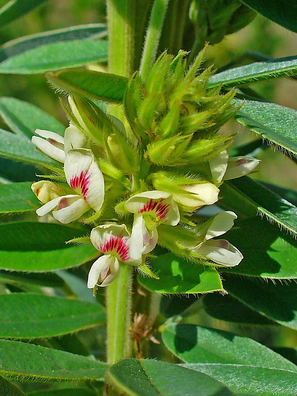 Shrubby Lespedeza photo 2