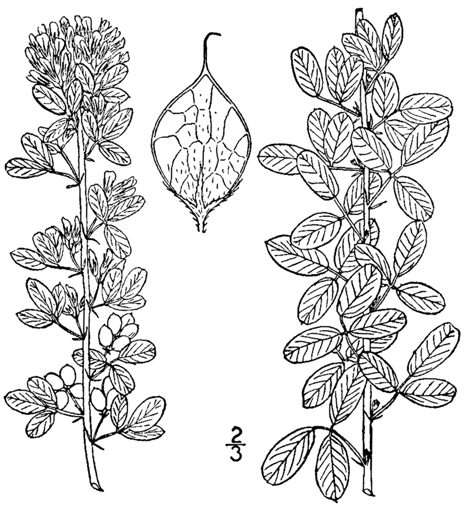 Shrubby Lespedeza photo 3