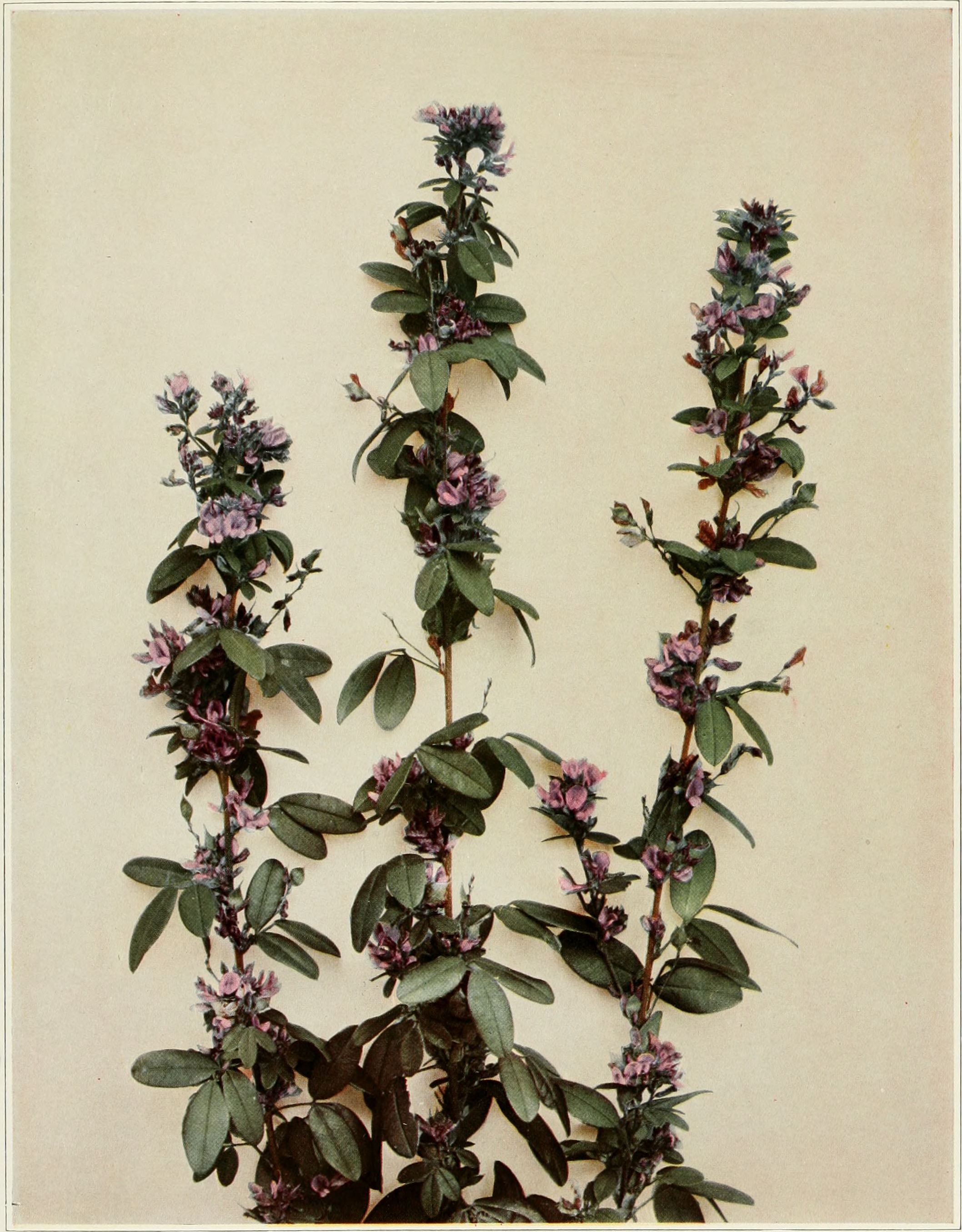 Shrubby Lespedeza photo 4