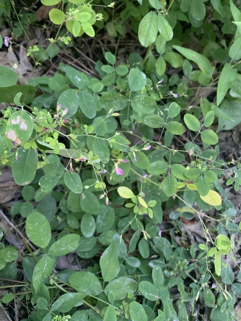 Shrubby Lespedeza
