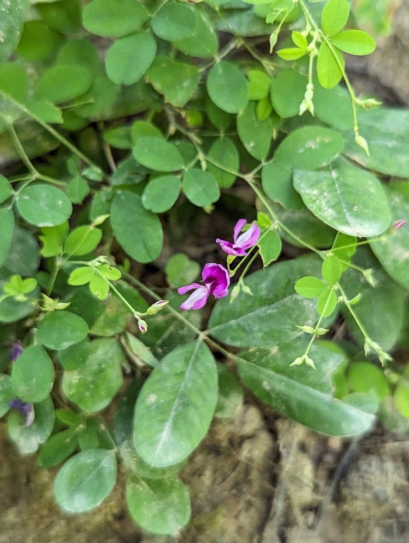 Shrubby Lespedeza photo 2