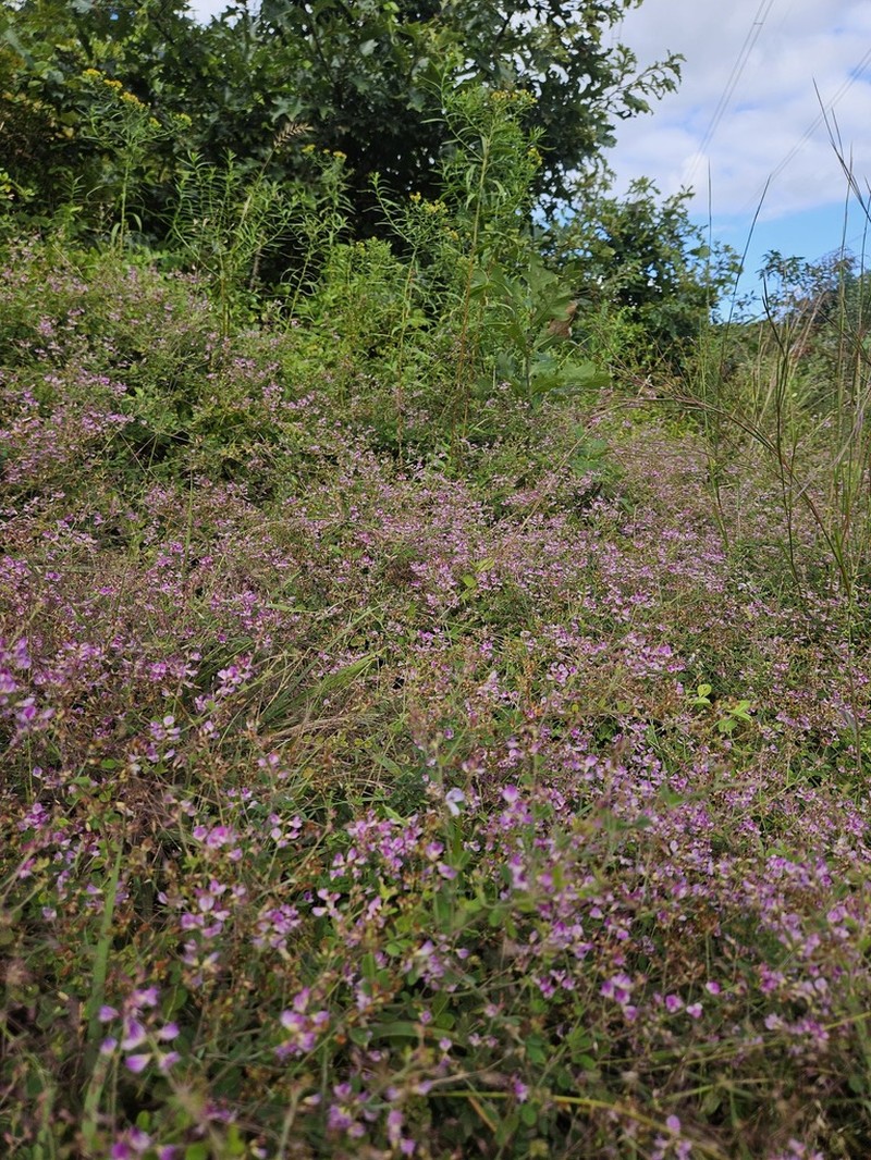 Shrubby Lespedeza photo 3