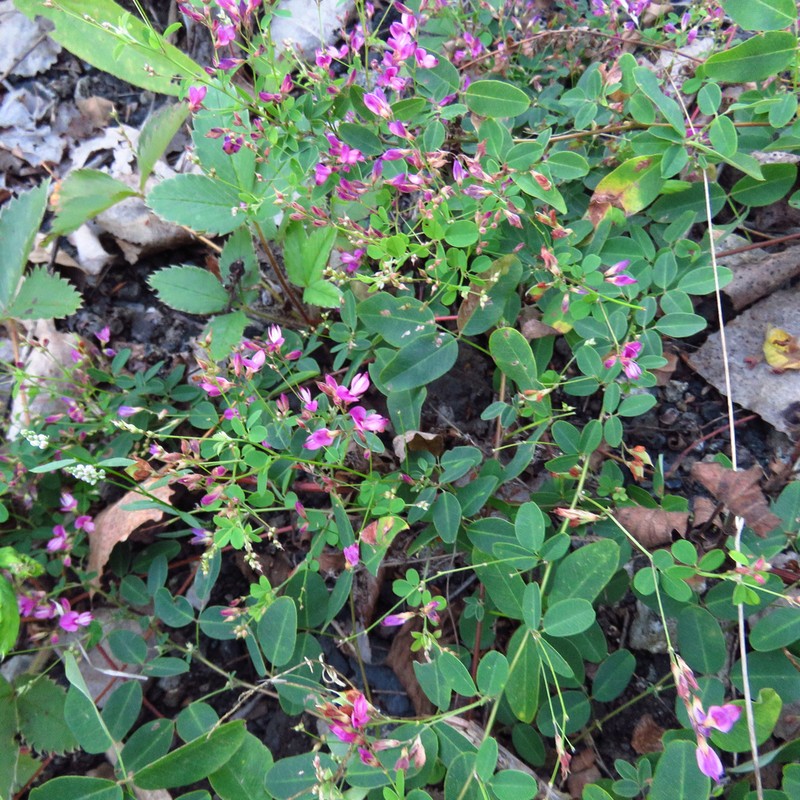 Shrubby Lespedeza photo 4