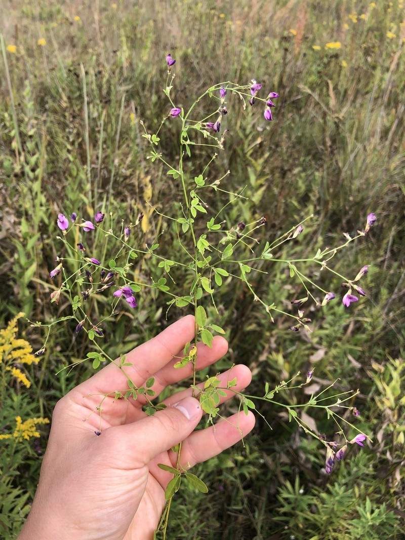 Shrubby Lespedeza photo 5