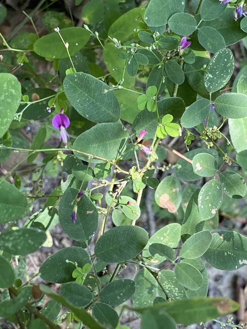 Shrubby Lespedeza photo 6