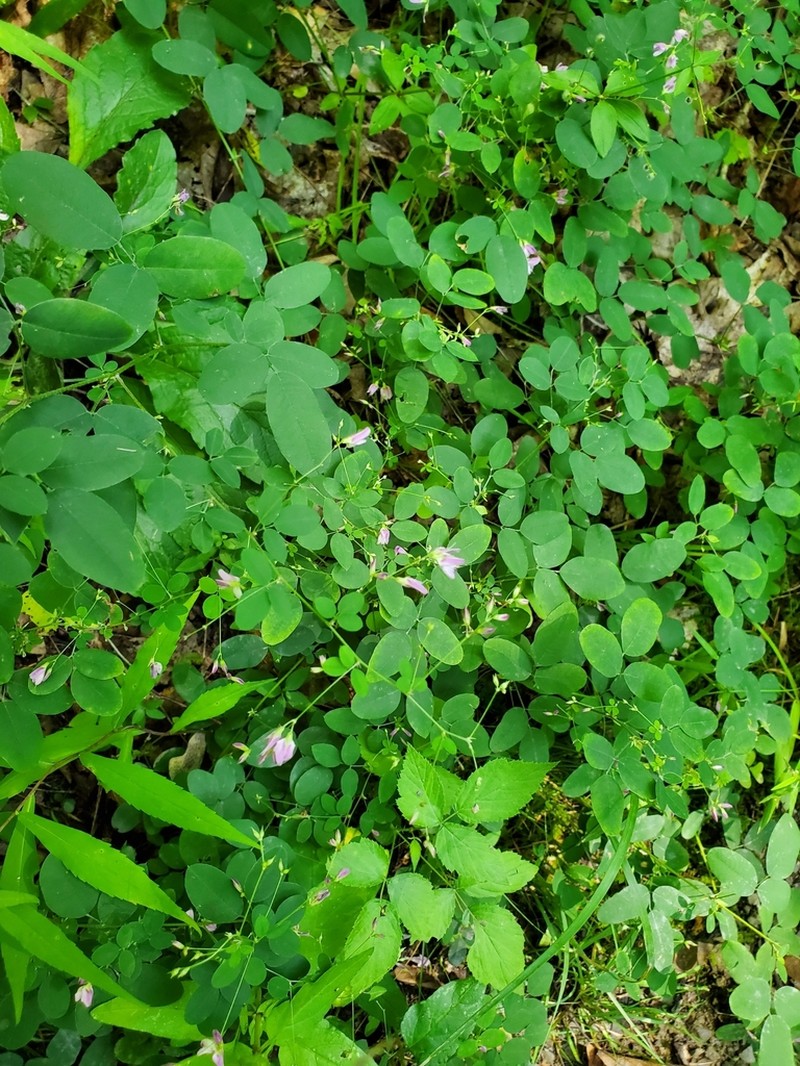 Shrubby Lespedeza photo 8