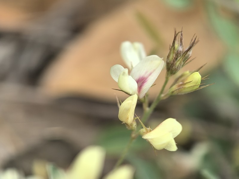 Lespedeza hengduanshanensis