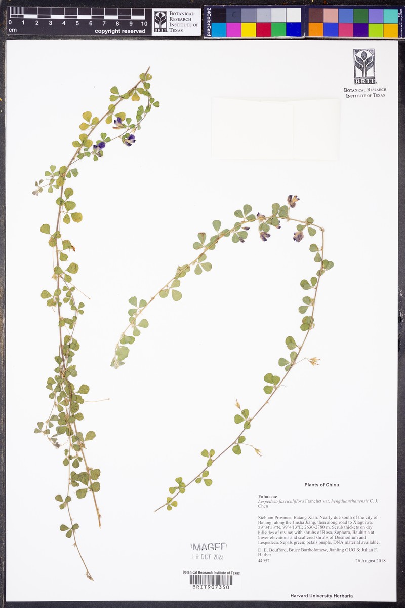 Lespedeza hengduanshanensis photo 2
