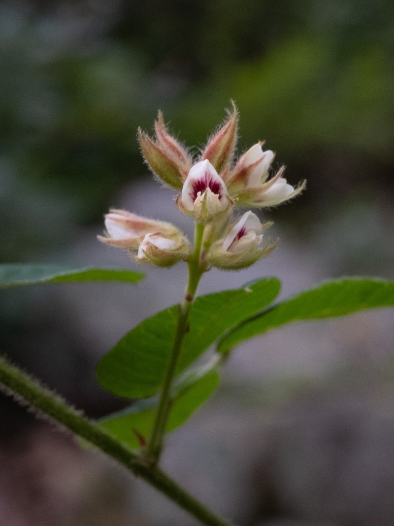 Hairy Lespedeza