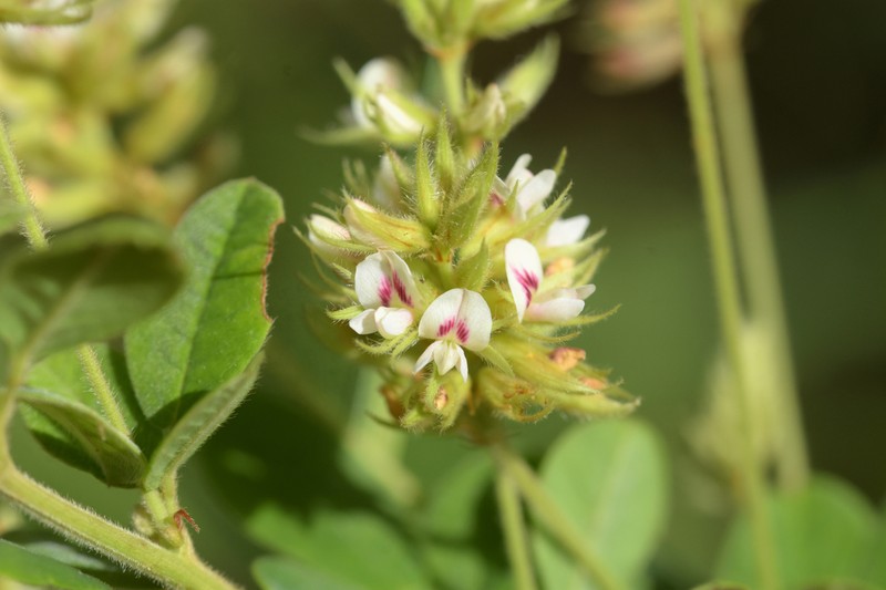 Hairy Lespedeza