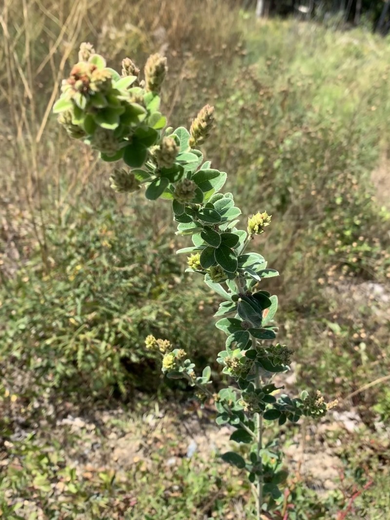 Hairy Lespedeza photo 2