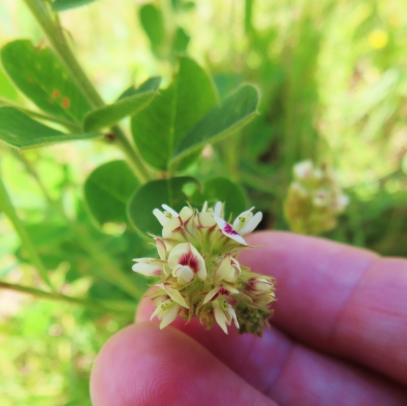 Hairy Lespedeza photo 3