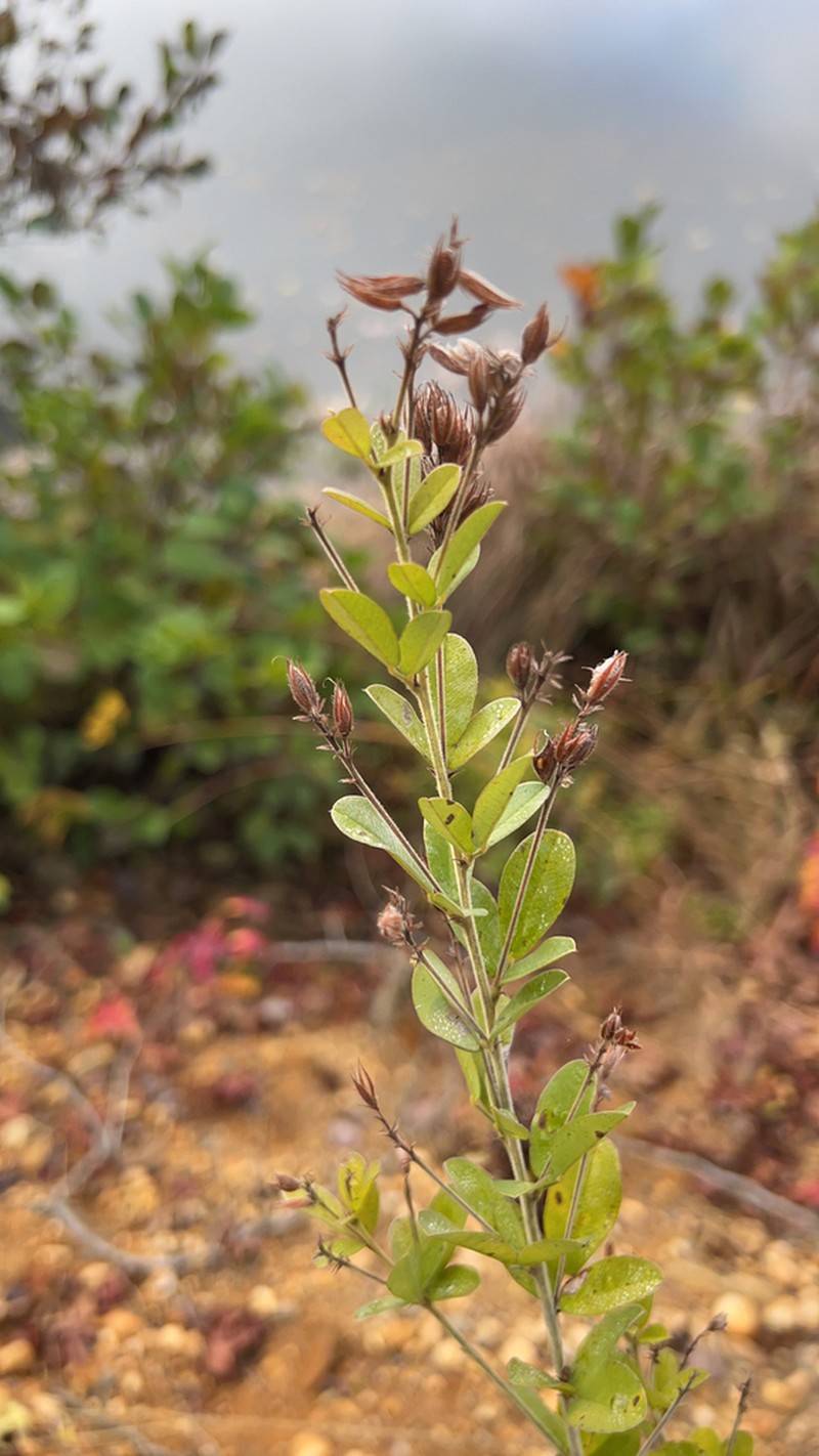 Hairy Lespedeza photo 4