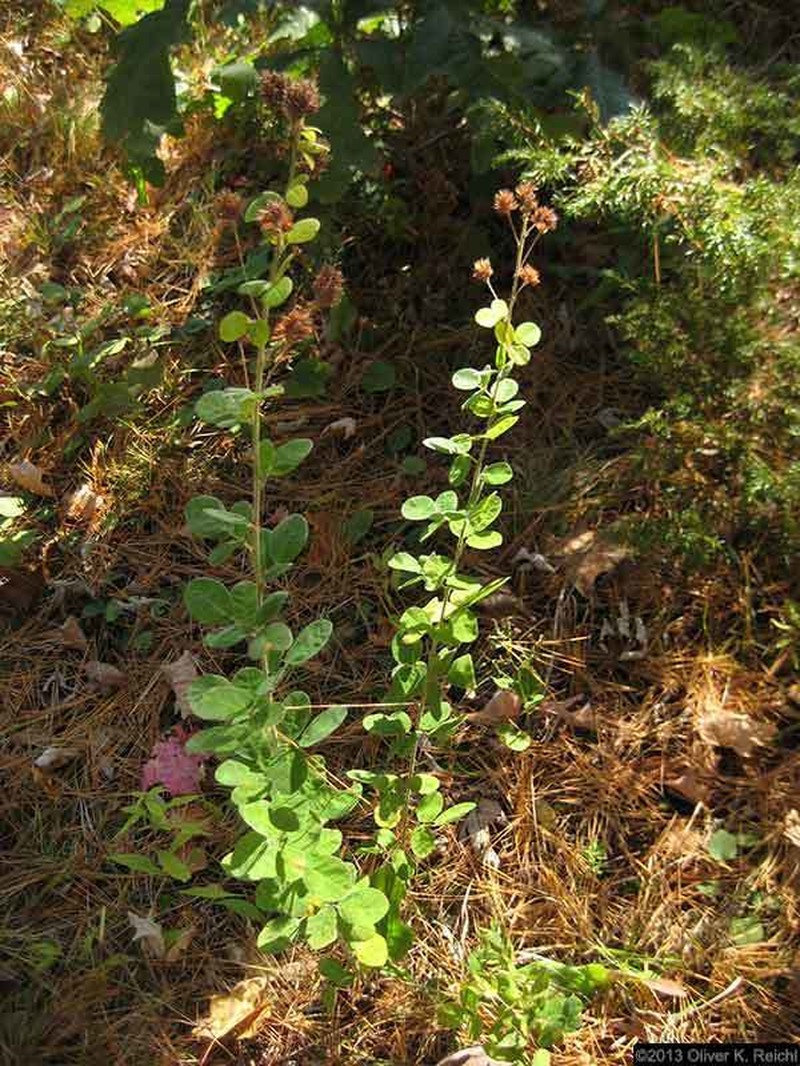 Hairy Lespedeza photo 5