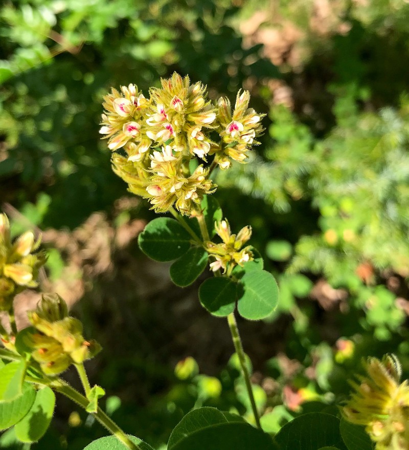Hairy Lespedeza photo 6