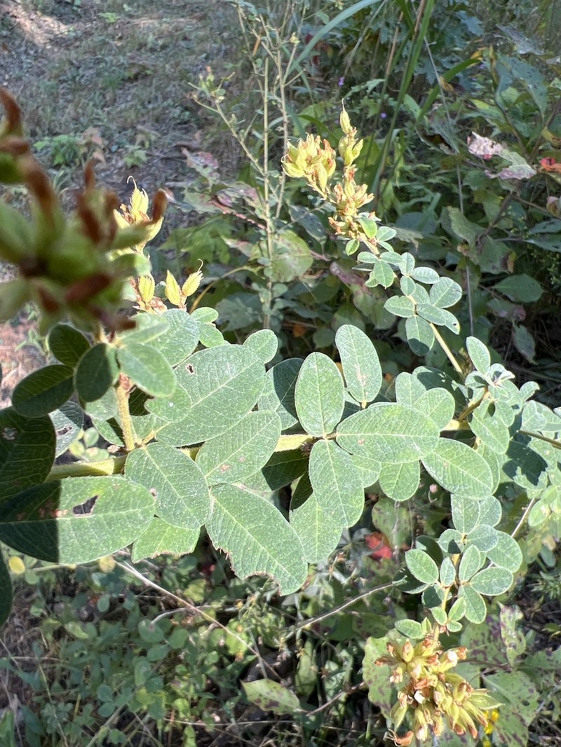 Hairy Lespedeza photo 7